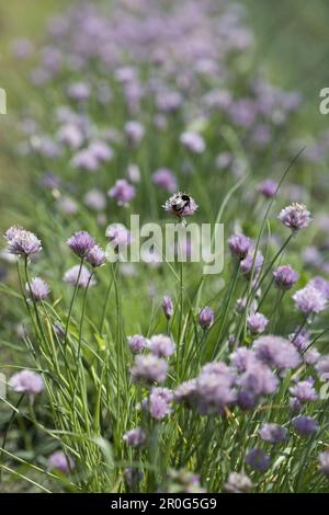 Ruche française en pleine floraison, agriculture biologique dynamique (bio-dynamique), Demeter, Basse-Saxe, Allemagne Banque D'Images