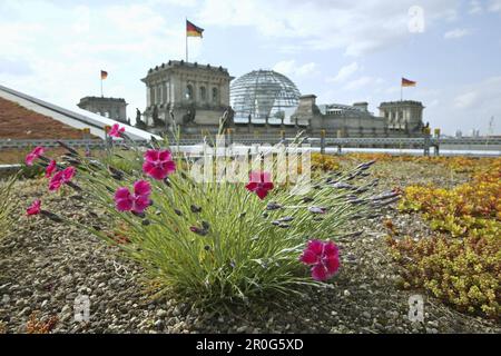 Dôme de Reichstag, rose sur un toit en premier plan, Berlin, Allemagne Banque D'Images