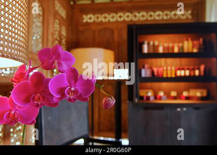 Orchid dans le spa de Bulgari Resort, Bukit Badung, sud de Bali, Indonésie, Asie Banque D'Images