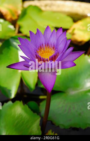 Water lilly Banque D'Images