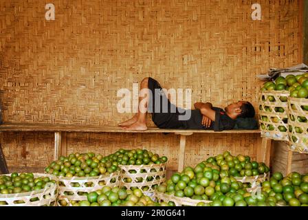 Un vendeur dormant dans son stalle, marché central Pasar Badung, Denpasar, Bali, Indonésie, Asie Banque D'Images