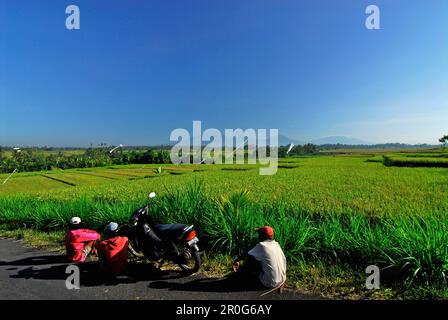 Champs de riz sous ciel bleu, vue sur le volcan Gunung Batukau, centre de Bali, Indonésie, Asie Banque D'Images