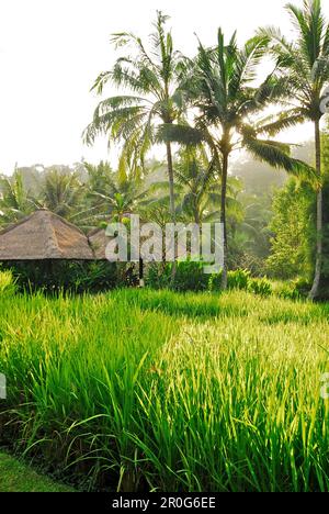 Bungalows de l'hôtel four Seasons sous les palmiers au soleil, Sayan, Ubud, Bali, Indonésie, Asie Banque D'Images