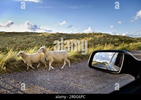 Moutons dans une rue, Ellenbogen, Ile de Sylt, Schleswig-Holstein, Allemagne Banque D'Images