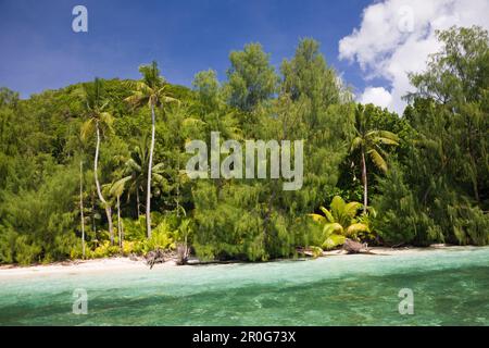 La plage bordée de palmiers de Palau, Micronésie, Palau Banque D'Images
