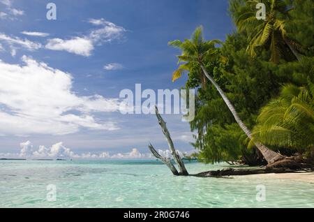 La plage bordée de palmiers de Palau, Micronésie, Palau Banque D'Images