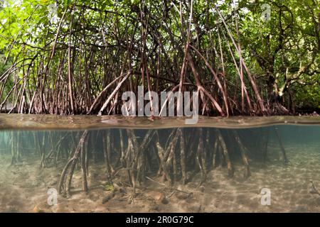 Les mangroves, Baie Risong Risong Bay, Micronésie, Palau Banque D'Images