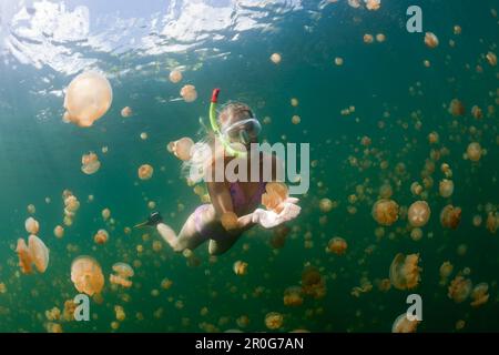 Plongée en apnée dans le lac des méduses, Mastigias papouasie etpitonii, lac des méduses, Micronésie, Palaos Banque D'Images