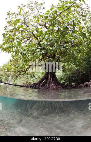 Les mangroves, Baie Risong Risong Bay, Micronésie, Palau Banque D'Images