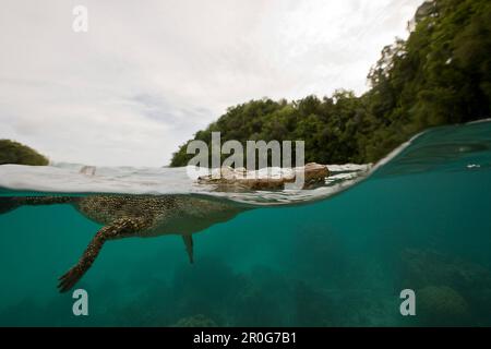 Crocodile d'eau salée, Crocodylus porosus, Micronésie, Palau Banque D'Images