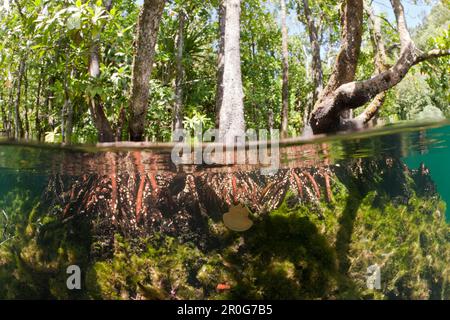 Méduses dans la zone de mangrove, Mastigias papouasie-etpitonii, lac méduses, Micronésie, Palaos Banque D'Images