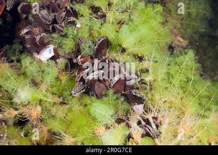 Moules du lac des méduses, du lac des méduses, de la Micronésie, des Palaos Banque D'Images