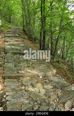 Chemin en pierre de voûte menant à travers la forêt, Intragna, Centovalli, lac majeur, Lago Maggiore, Tessin, Suisse Banque D'Images