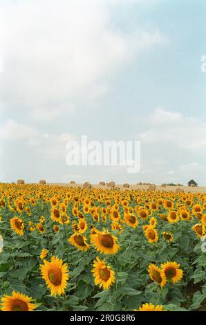 Dans un champ de tournesols, Lot-et-Garonne, Lot et Garonne, France Banque D'Images