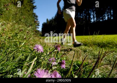 Woman jogging sur une prairie de la lumière du soleil, la Suisse franconienne, Bavaria, Germany, Europe Banque D'Images