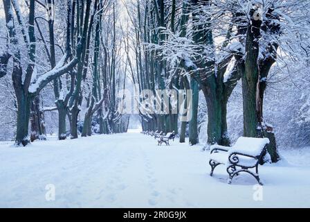 Avenue avec banc en hiver, Bavière, Allemagne Banque D'Images