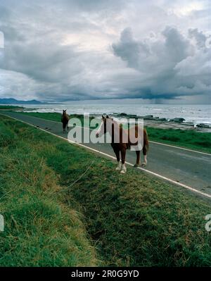 Chevaux sur une route côtière, nuages de tonnerre au-dessus de la mer, Eastcape, Île du Nord, Nouvelle-Zélande Banque D'Images