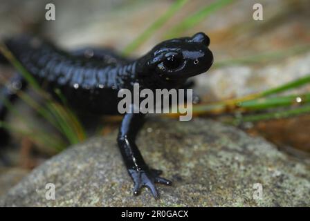 Salamandre alpestre (Salamandra atra), Stubai, Alpes de Stubai, Tyrol, Autriche Banque D'Images
