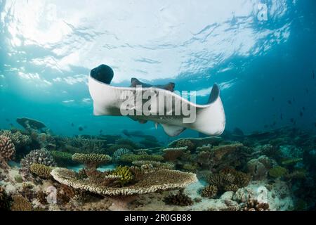 Blackacheted Stingray, Taeniura meyeni, Maldives, Ellaidhoo House Reef, Atoll du Nord Banque D'Images