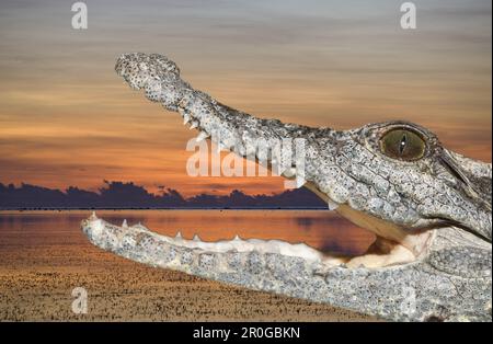 Crocodile du Nil, Crocodylus niloticus, Assouan, Egypte Banque D'Images