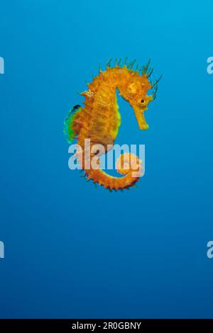 Longsnouted jaune, hippocampes Hippocampus ramulosus, Tamariu, Costa Brava, Espagne, Mer Méditerranée Banque D'Images