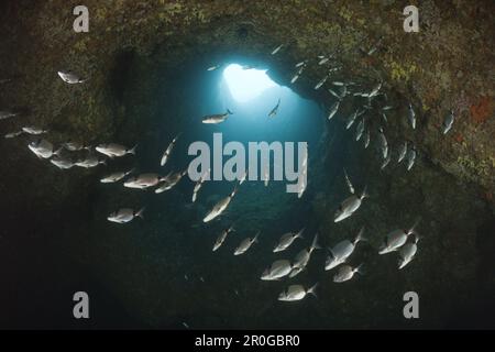 Deux dorades bagués à l'intérieur de grotte, Diplodus vulgaris, Dofi Sud, Îles Medes, Costa Brava, Espagne, Mer Méditerranée Banque D'Images