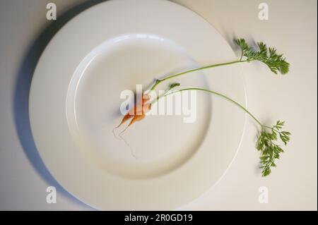 Assiette avec deux carottes qui ont grandi ensemble, Entwine, Slow food, Bavière, Allemagne Banque D'Images