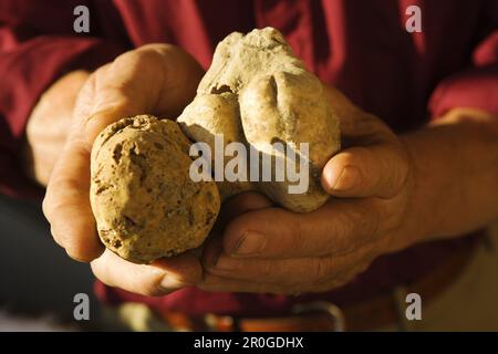 Les truffes dans le marché d'Alba, Piémont, Italie Banque D'Images