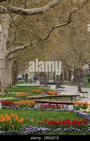 Promenade avec allée d'platanes, sycomore arbres et tulipes au printemps, parc, Dresde, Saxe, Allemagne Banque D'Images