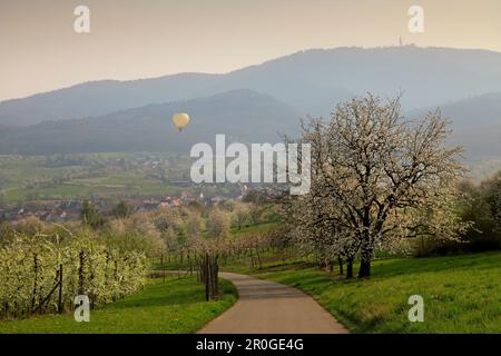 Départ ballon, cerisiers en fleurs dans la vallée d'Eggenen près d'Obereggenen, Markgräfler Land, Forêt Noire, Bade-Wurtemberg, Allemagne Banque D'Images