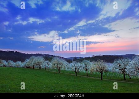 Cerisiers en fleurs dans la vallée d'Eggenen près d'Obereggenen, Markgräfler Land, Forêt Noire, Bade-Wurtemberg, Allemagne Banque D'Images