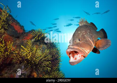 Dusky grouper, Epinephelus marginatus, Tamariu, Costa Brava, Espagne, Mer Méditerranée Banque D'Images