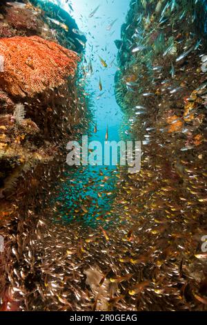 Sweeper pygmée dans les récifs coralliens, Parapriacanthus ransonneti, Raja Ampat, Papouasie occidentale, en Indonésie Banque D'Images