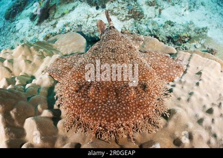 Eucrossorhinchus dasypogon Wobbegong, pampilles, Raja Ampat, Papouasie occidentale, en Indonésie Banque D'Images