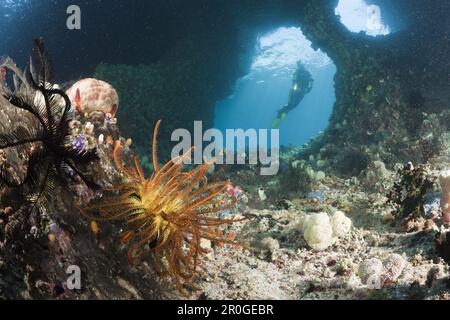 Scuba Diver en grotte, Raja Ampat, Papouasie occidentale, en Indonésie Banque D'Images