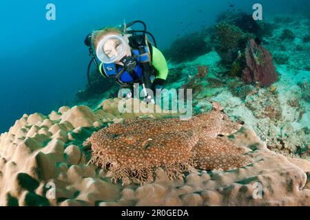 Wobbegong à pampilles et Scuba Diver, Eucrossorhinchus dasypogon, Raja Ampat, Papouasie occidentale, en Indonésie Banque D'Images