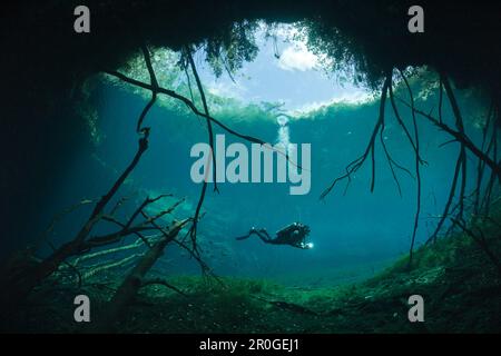 Scuba Diver dans Car Wash Cenote Aktun Ha, Tulum, péninsule du Yucatan, Mexique Banque D'Images