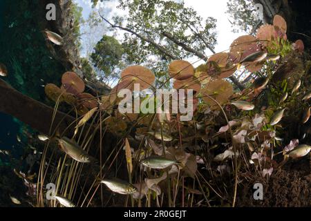 Les nénuphars et banc de Tetra dans Gran Cenote, Astyanax, Énée, Tulum, péninsule du Yucatan, Mexique Banque D'Images