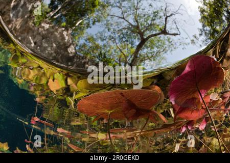 Water Lilies dans Gran Cenote, Tulum, péninsule du Yucatan, Mexique Banque D'Images