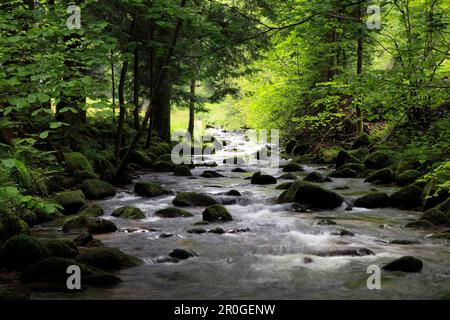 Ruisseau dans la vallée supérieure de l'Elz, Forêt Noire, Bade-Wurtemberg, Allemagne, Europe Banque D'Images