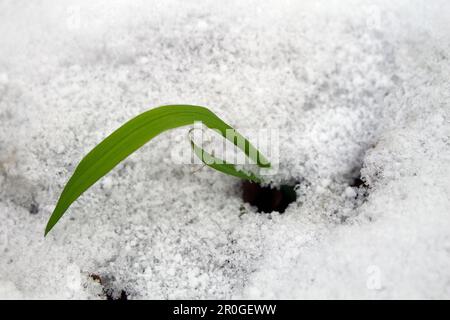 Une petite plante est partiellement couverte de neige dans un paysage hivernal Banque D'Images