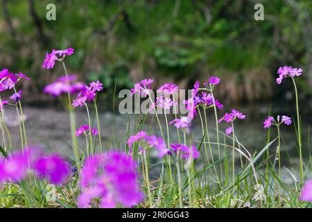 Primula farinosa (Primula farinosa), haute-Bavière, Allemagne Banque D'Images