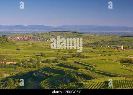 Vue sur les vignobles à Oberrotweil et Burkheim, montagnes des Vosges en arrière-plan, Vogtsburg im Kaiserstuhl, Bade-Wurtemberg, Allemagne Banque D'Images