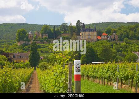 Vineyard Burgergarten, Winery Muller-Catoir, Neustadt-Haardt, Rhénanie-Palatinat, Allemagne Banque D'Images