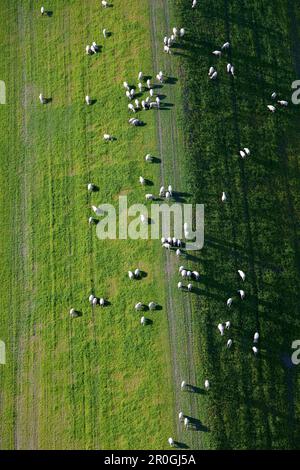 Pâturage des moutons sur la digue Weser, Basse-Saxe, Allemagne Banque D'Images