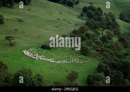 Berger avec troupeau de moutons, Alb souabe, Bade-Wurtemberg, Allemagne Banque D'Images