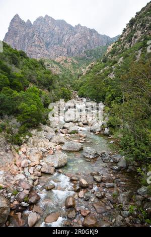 Spelunca gorge, rivière Porto près du village d'Ota, Corse, France, Europe Banque D'Images