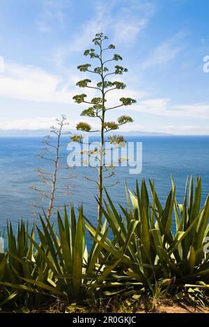 Agave en fleur (Agave americana) près de la côte, Corse, France Banque D'Images