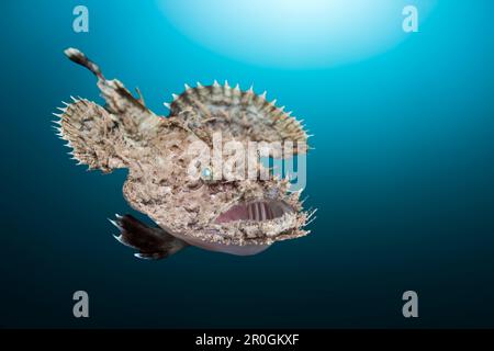 Épines courtes, baudroie Lophius budegassa, Cap de Creus, Costa Brava, Espagne Banque D'Images