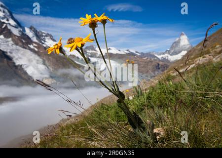 Ragwort en fleurs, glacier Gorner, Cervin en arrière-plan, Zermatt, canton du Valais, Suisse, piste audio myclimate Banque D'Images